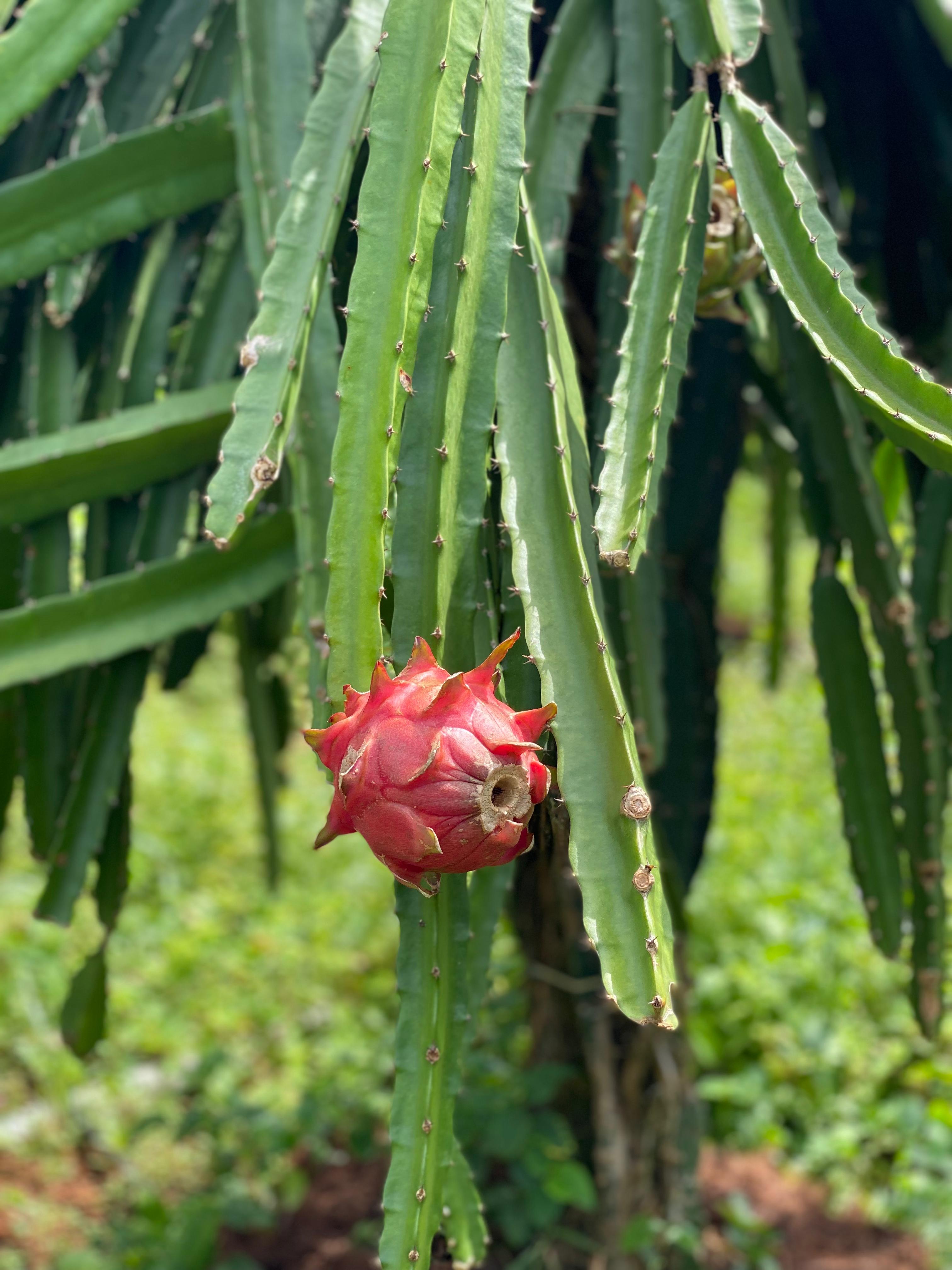 Rafah Garden contact image
