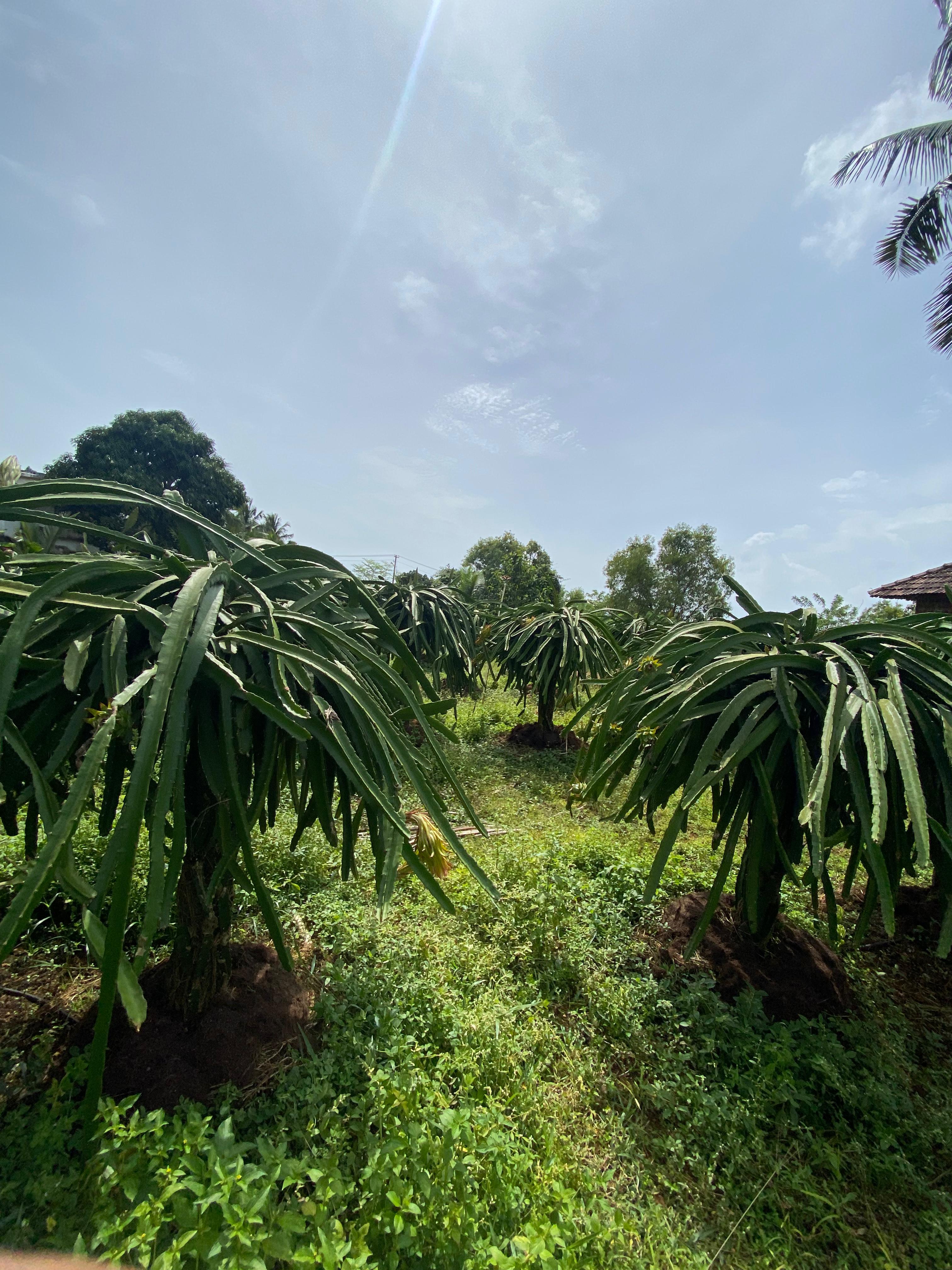 Rafah Garden dragon fruit farm